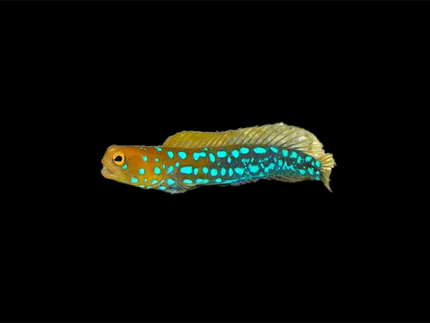 Collection image for: Jawfish