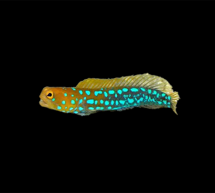 Blue Spot Jawfish