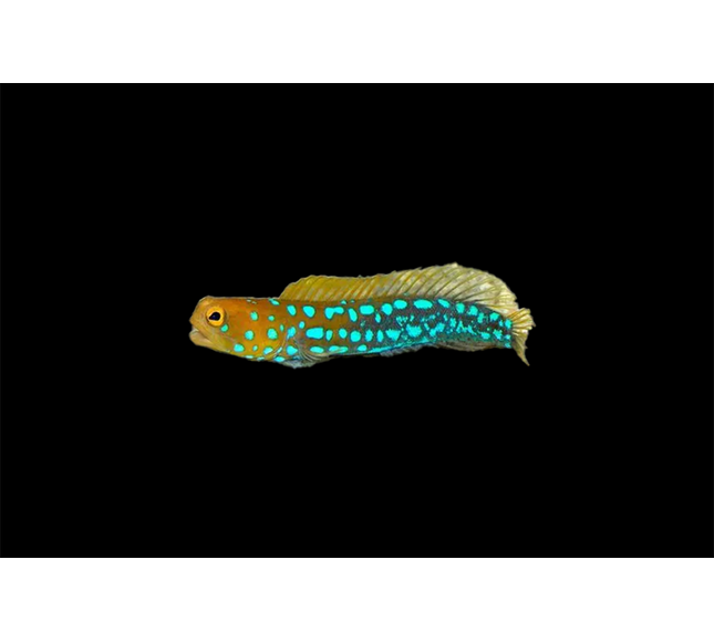 Blue Spot Jawfish
