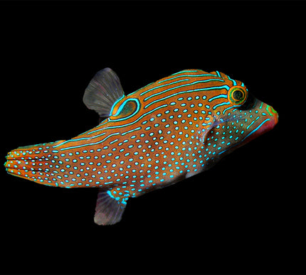 Blue-Spotted Puffer