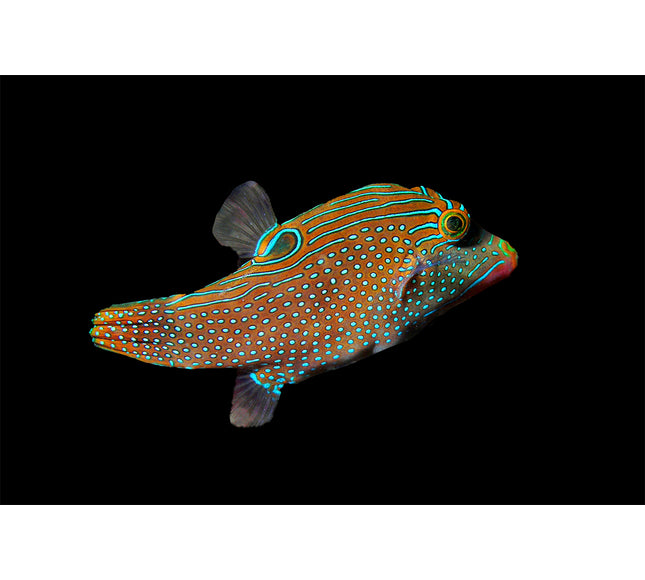WYSIWYG : Blue Spotted Puffer