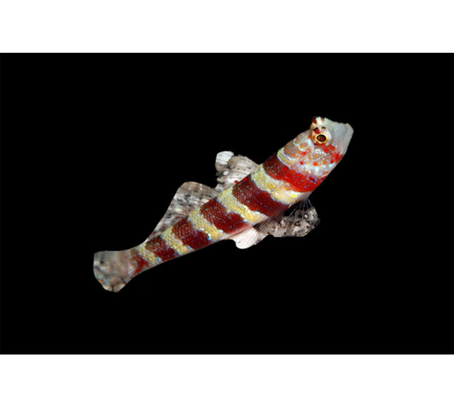 Bumblebee Goby