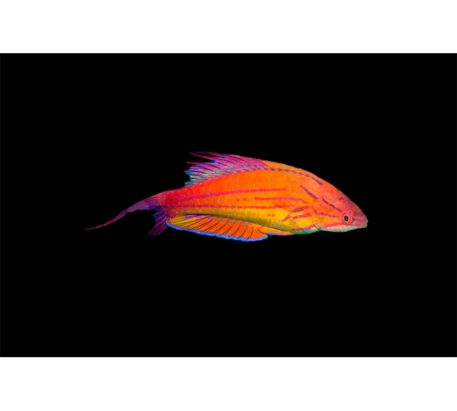 Carpenter Flasher Wrasse
