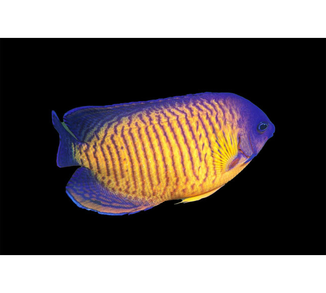 Coral Beauty Angelfish