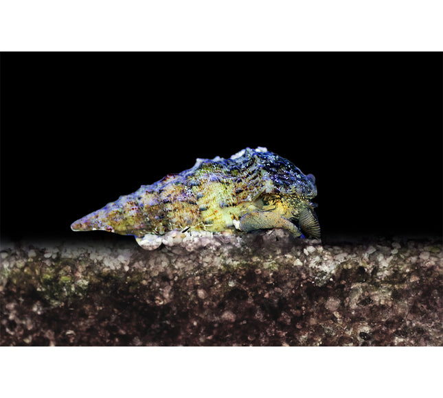 Cerith Snail
