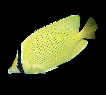 Citron Butterflyfish