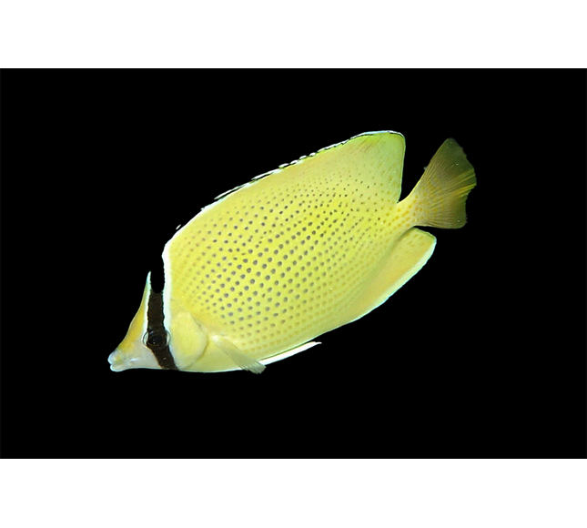 Citron Butterflyfish