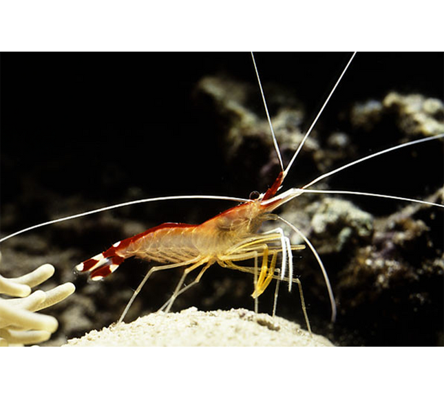 Cleaner Shrimp