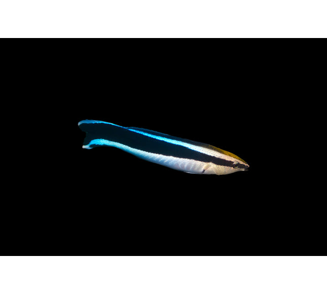 Cleaner Wrasse