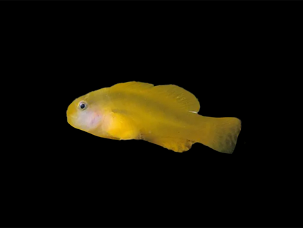 Collection image for: Gobies