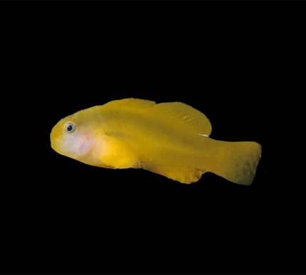 Yellow Clown Goby
