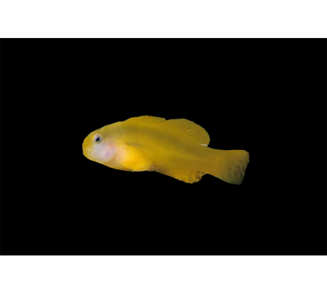 Yellow Clown Goby