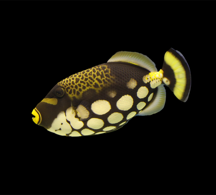 Clown Triggerfish