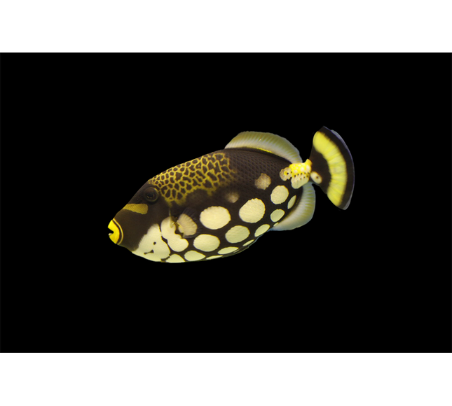 Clown Triggerfish