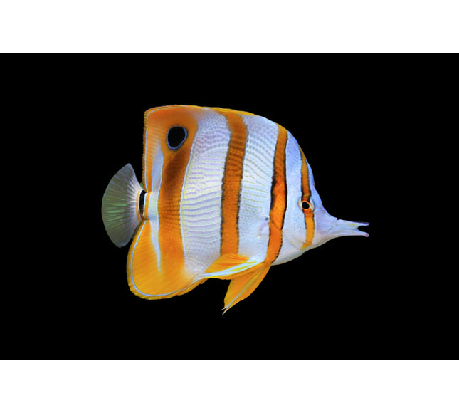Copperband Butterfly