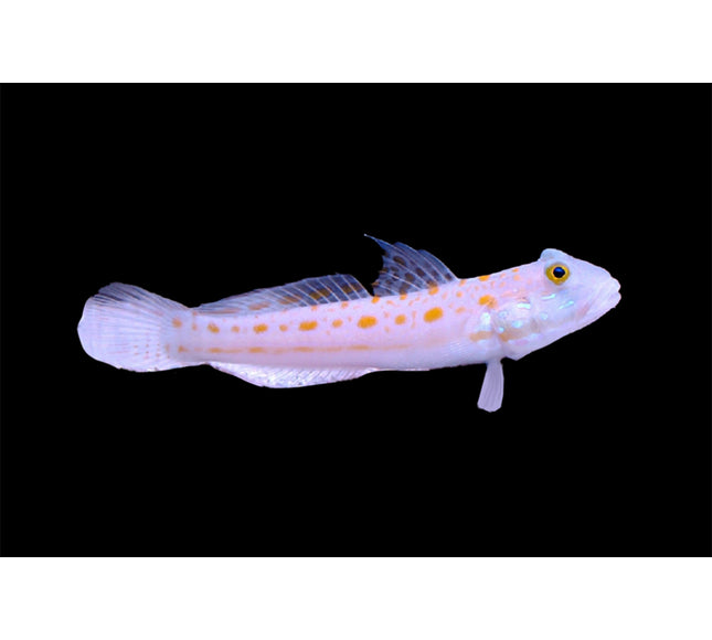 Diamond Goby