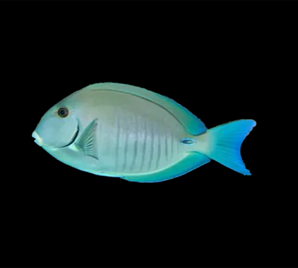 Doctor Fish
