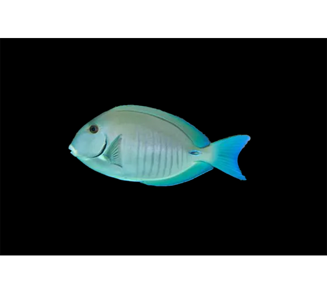 Doctor Fish