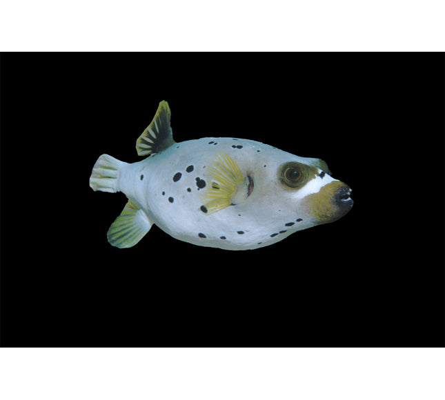 Dog Face Puffer