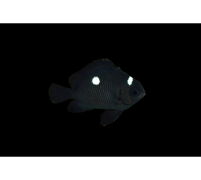 Domino Damselfish