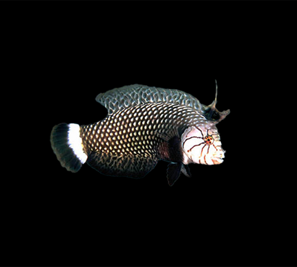 Dragon Wrasse