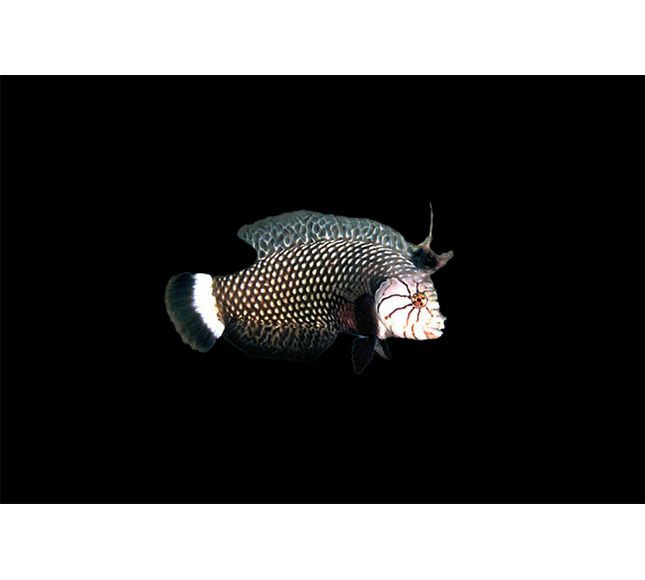 Dragon Wrasse
