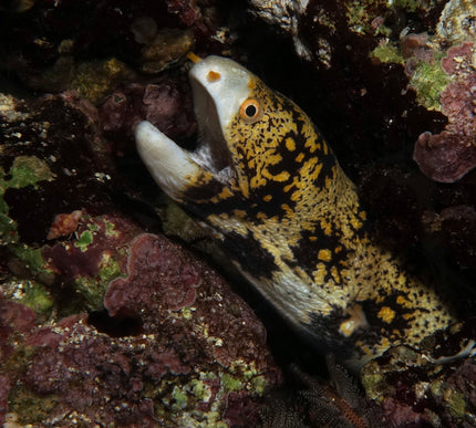 Snowflake Moray