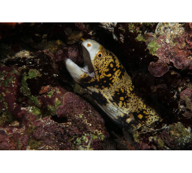 Snowflake Moray