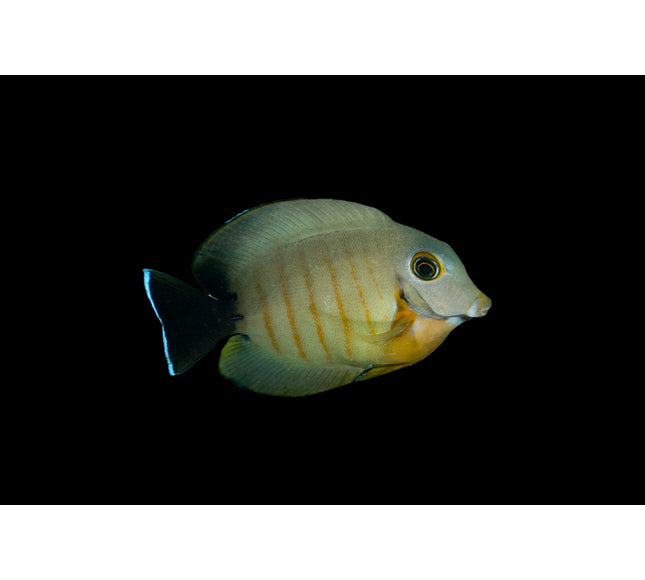 Eiblii Mimic Tang
