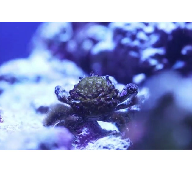Emerald Crab