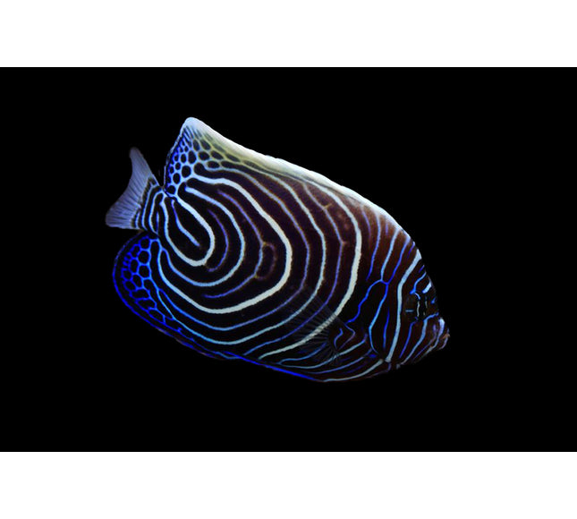 Emperor Angelfish (Juvenile)