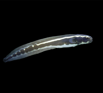 Engineer Goby