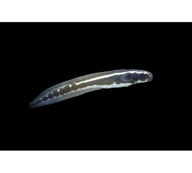 Engineer Goby