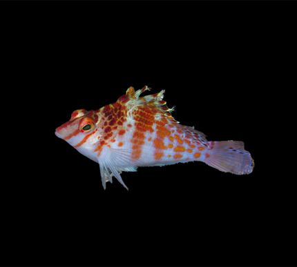 Falco Hawkfish