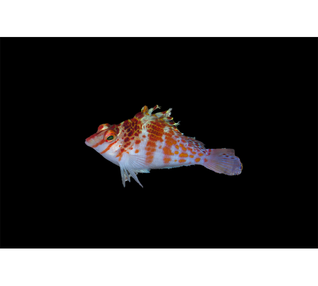Falco Hawkfish
