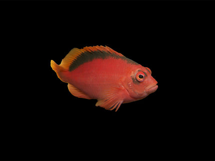 Collection image for: Hawkfish