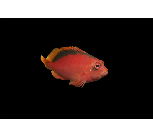 Flame Hawkfish
