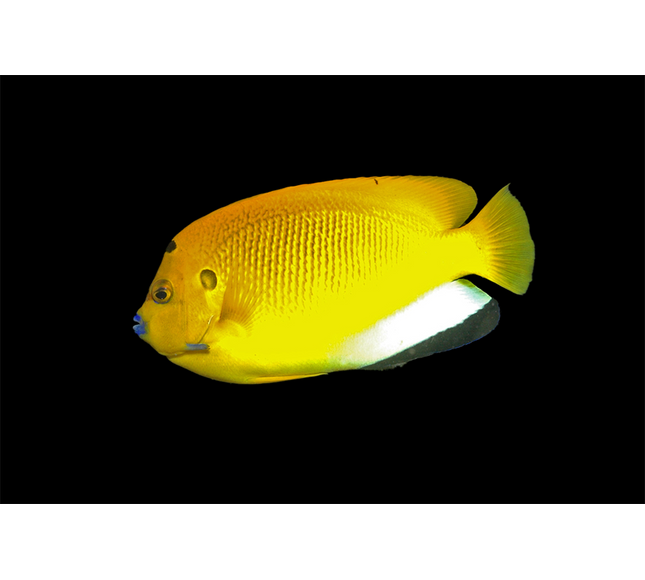 Flagfin Angelfish
