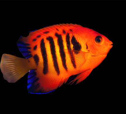 Flame Angelfish