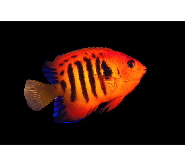 Flame Angelfish