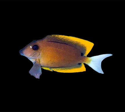 Flame Fin Tomini Tang