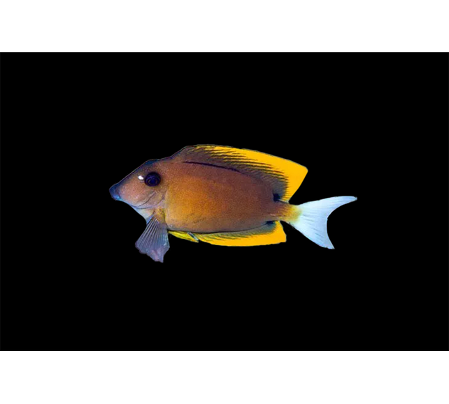 Flame Fin Tomini Tang