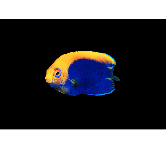 Flameback Angelfish