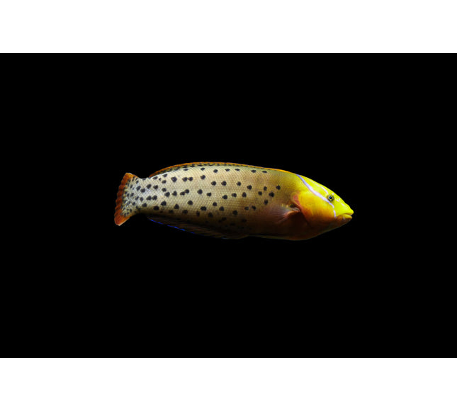 Formussa Wrasse