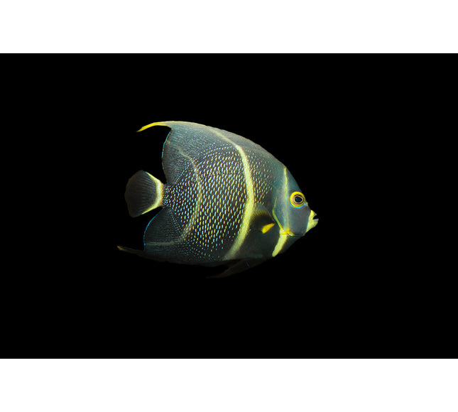 French Angelfish