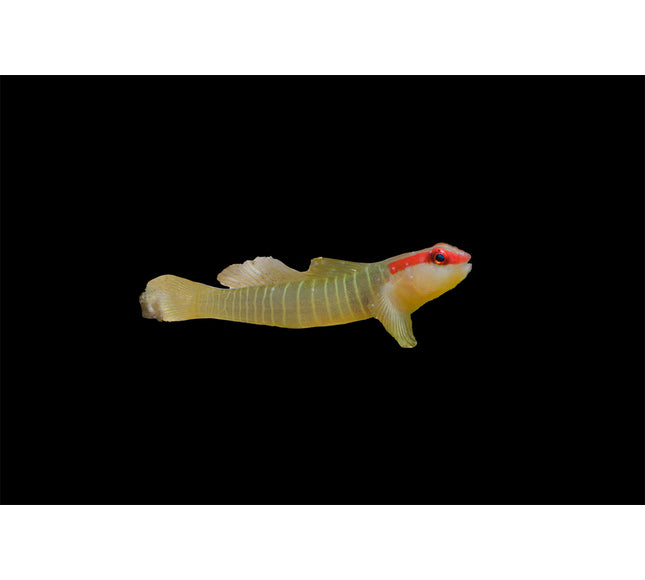 Green Banded Goby