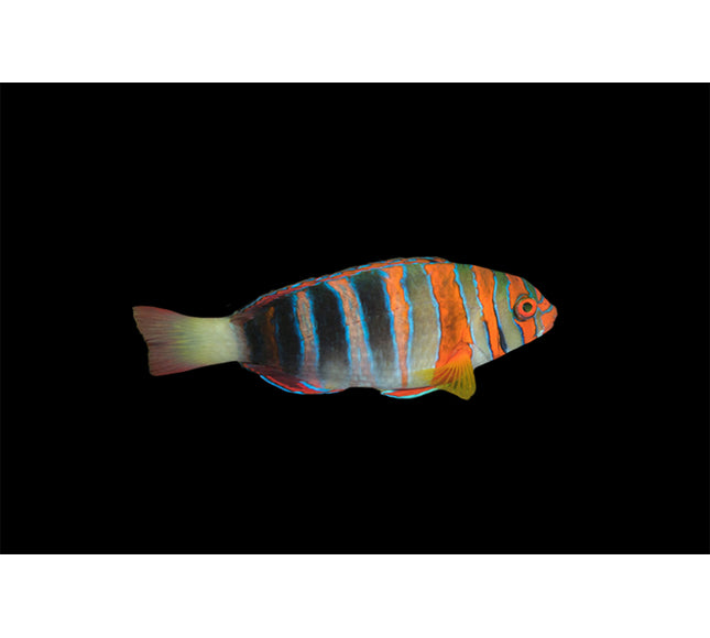 Harlequin Tuskfish