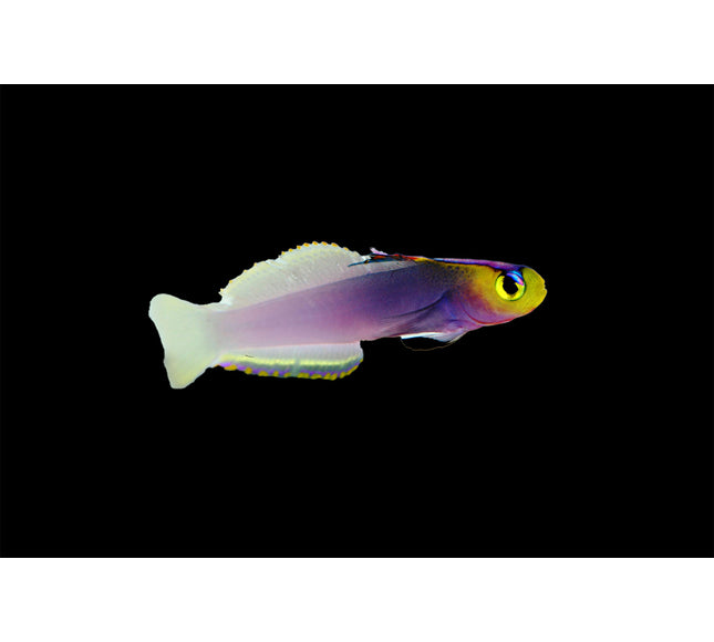 Helfrichi Firefish (Helfrichi Goby)