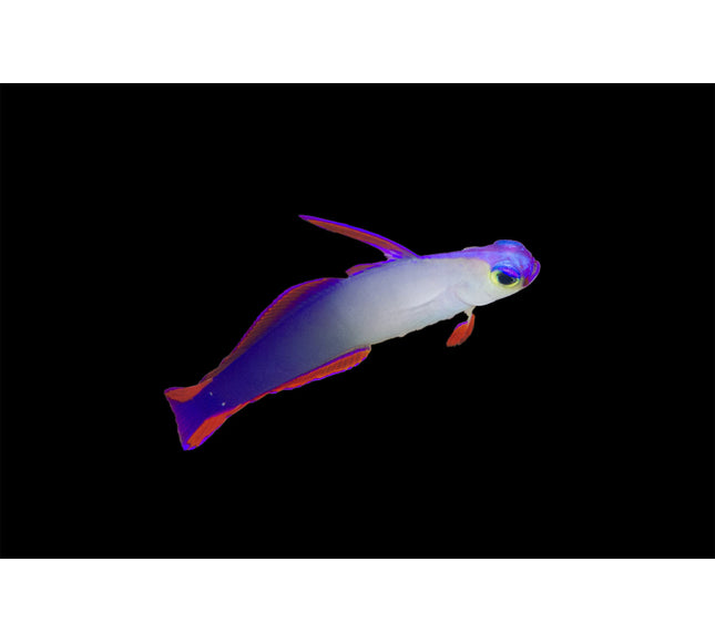 Purple Fire Goby (Purple Firefish)