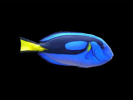 Collection image for: Tangs